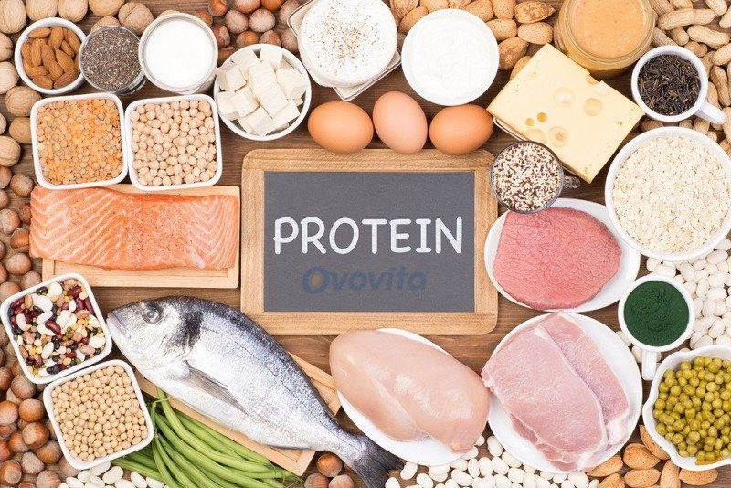 Vai trò của protein trong đời sống